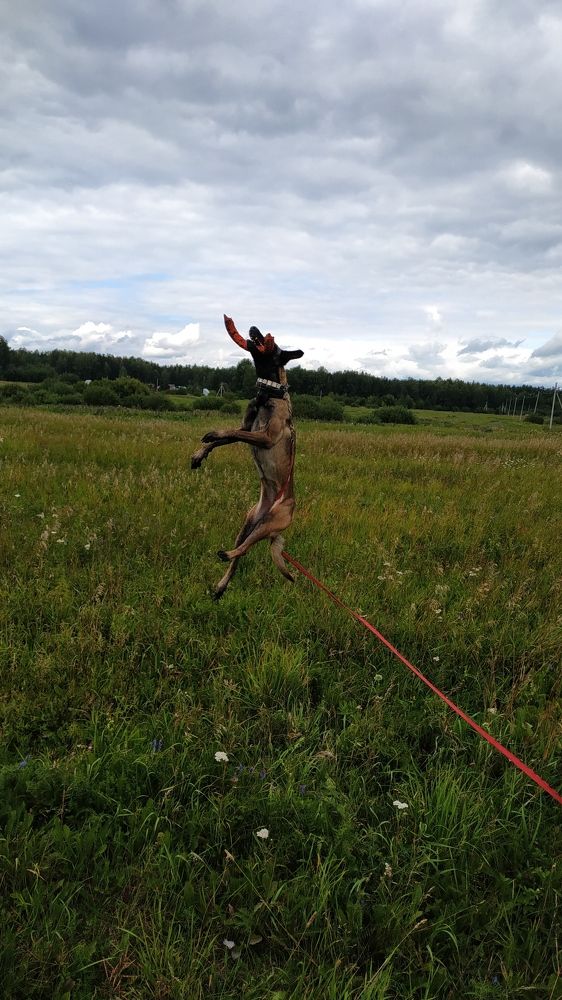 Photo #9462049