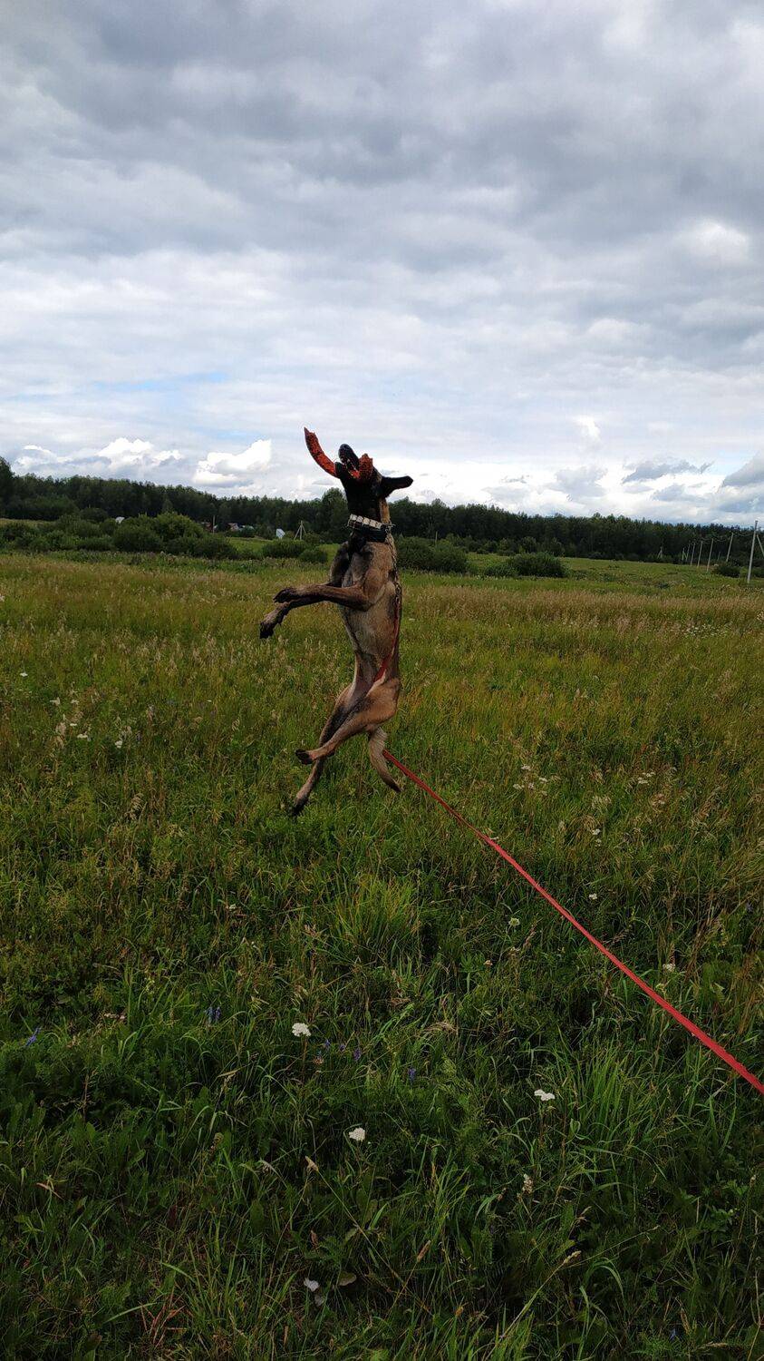 Photo #9462049