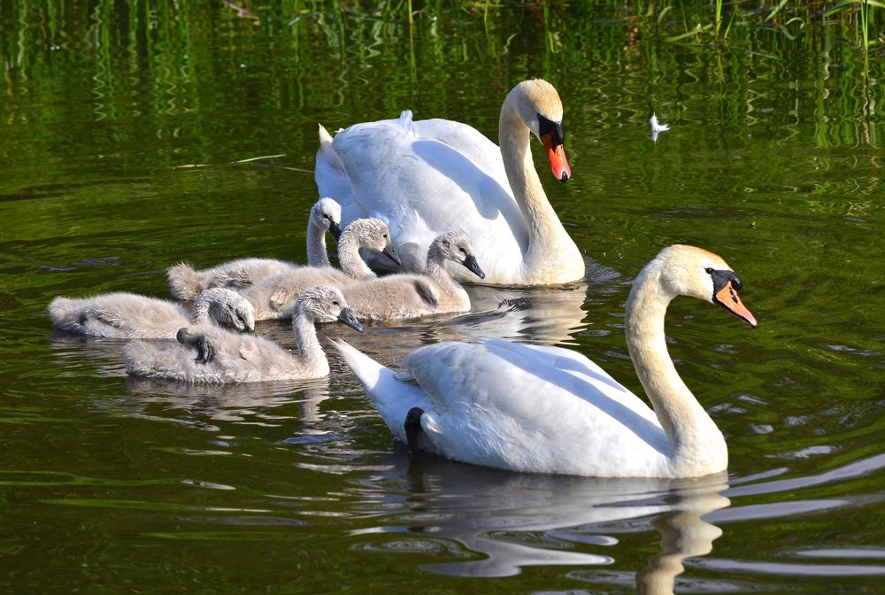 Фотография автора Антип