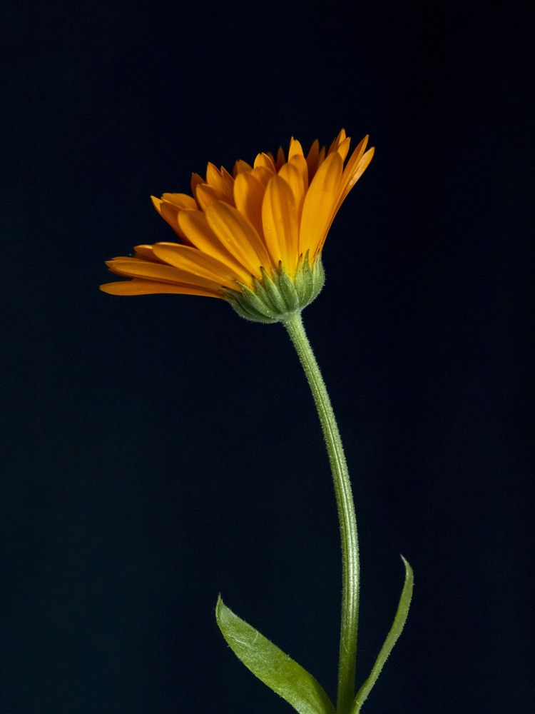 Photograph by Ирина Серегина