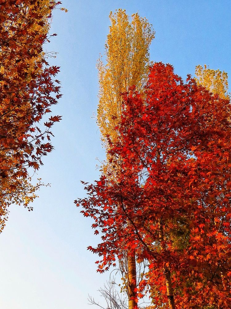 Фотография автора Mahdi Mohammadi