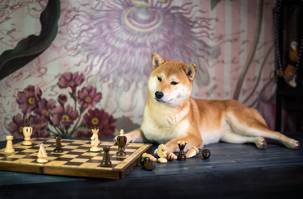 Фотография автора Olga Fomicheva