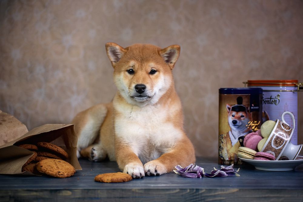 Фотография автора Olga Fomicheva