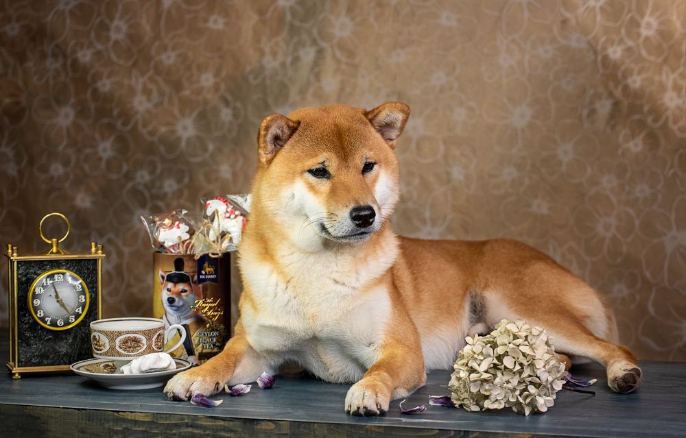 Фотография автора Olga Fomicheva