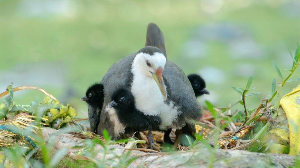 Photograph by Susanjit Saha