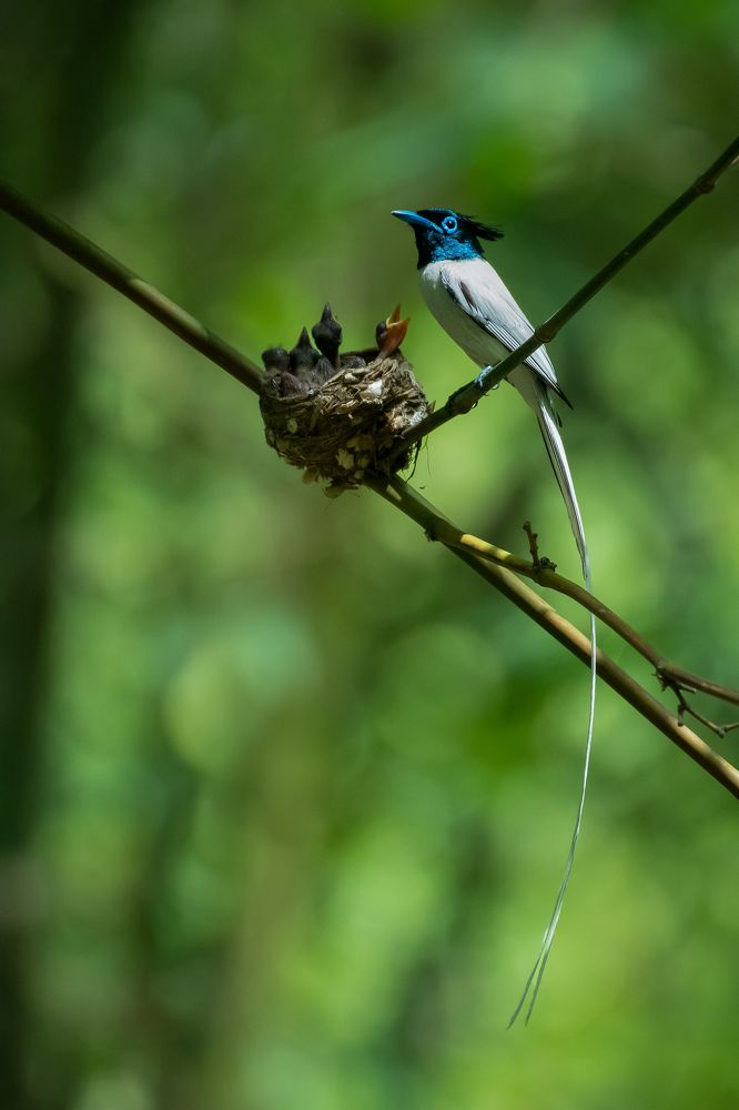Photograph by Susanjit Saha
