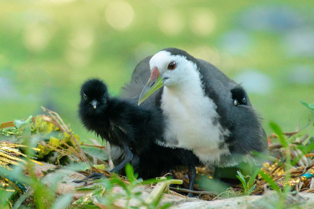 Photograph by Susanjit Saha