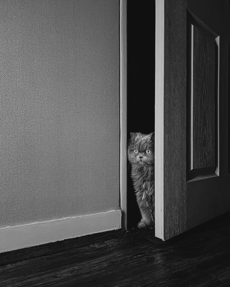 Photograph by amin roshan afshar