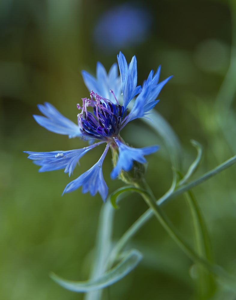 Photograph by Дроздова Наталья