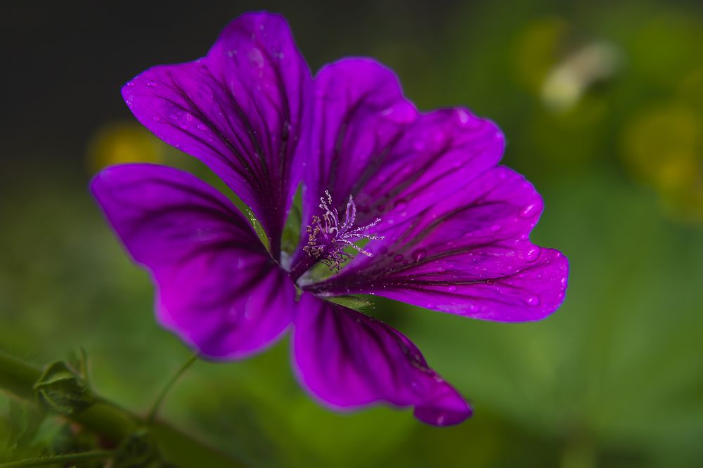 Photograph by Дроздова Наталья