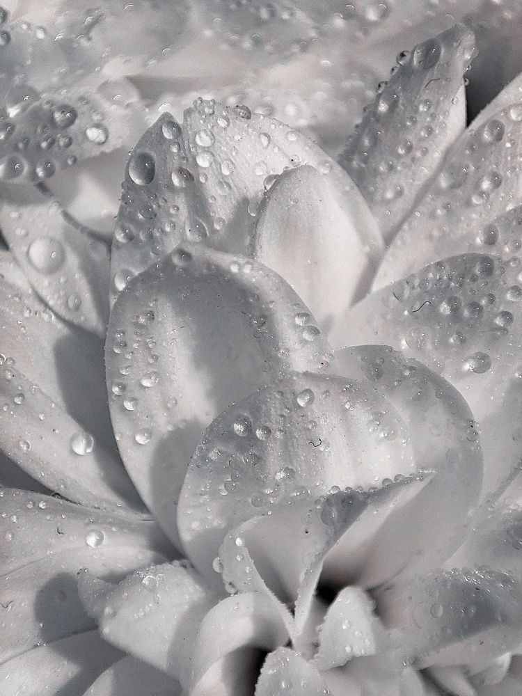 Photograph by Olga Gorokhova