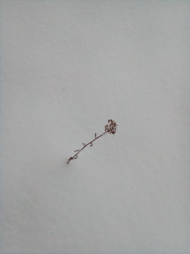 Photograph by Людмила Баглей