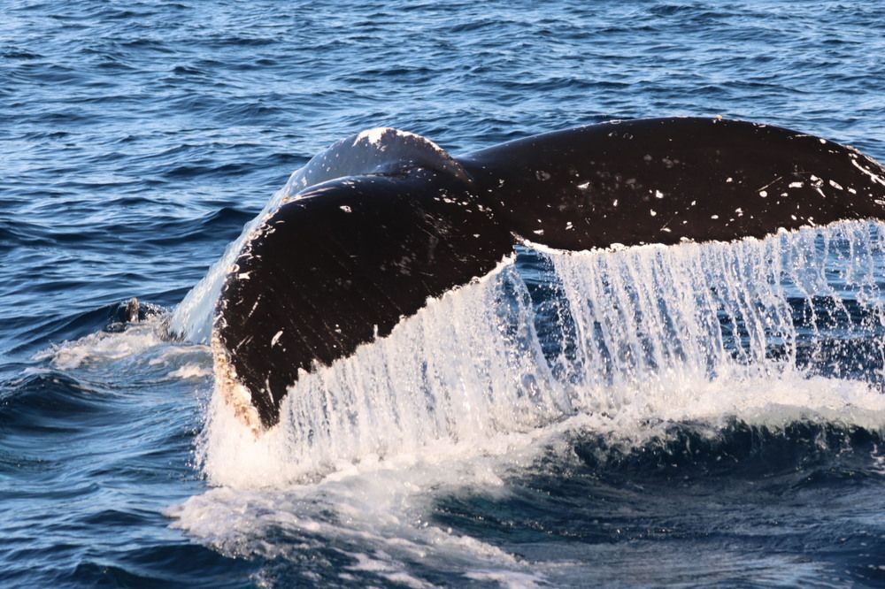 Photograph by Chris Brain