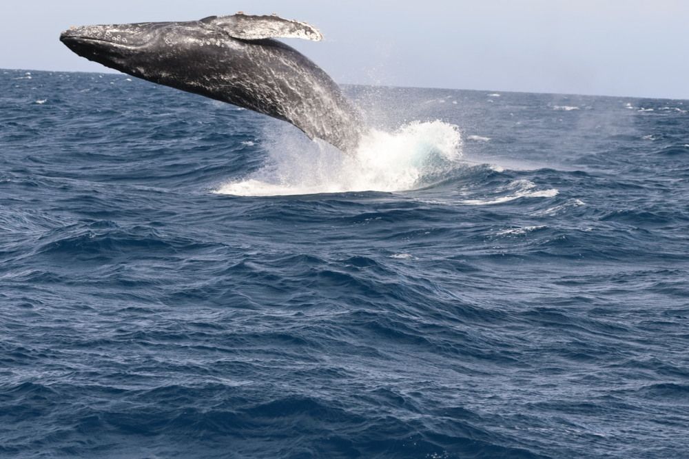 Photograph by Chris Brain