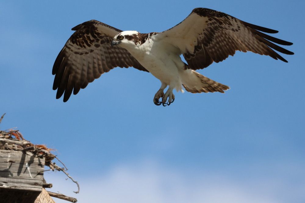 Photograph by Chris Brain