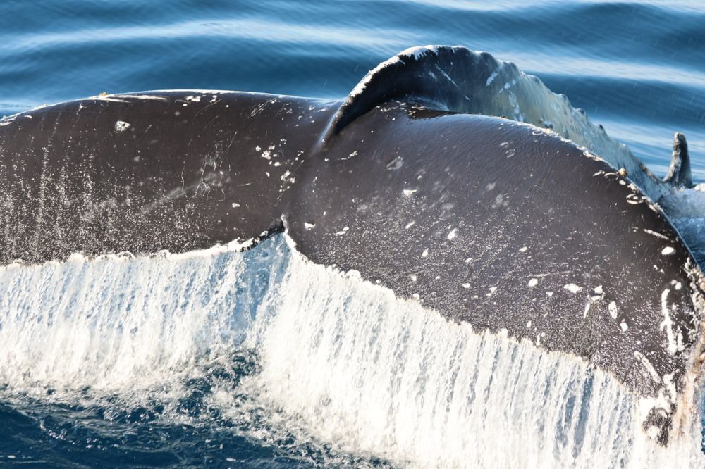 Photograph by Chris Brain