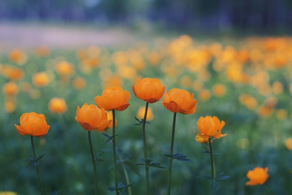 Photograph by Анастасия Скворцова