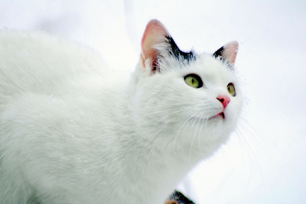 Photograph by Анна Восковых