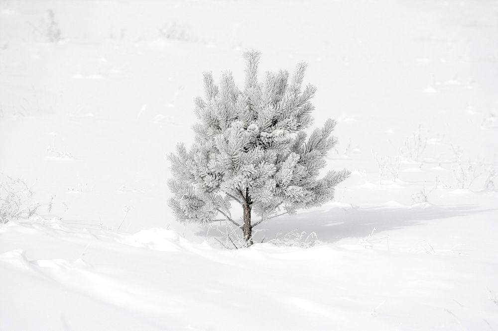 Маленькой елочке холодно зимой