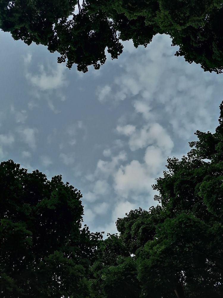 Сердце леса