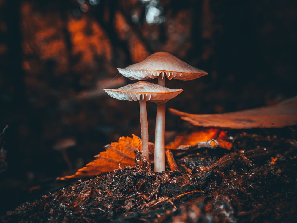 Photograph by Kate Maximenko