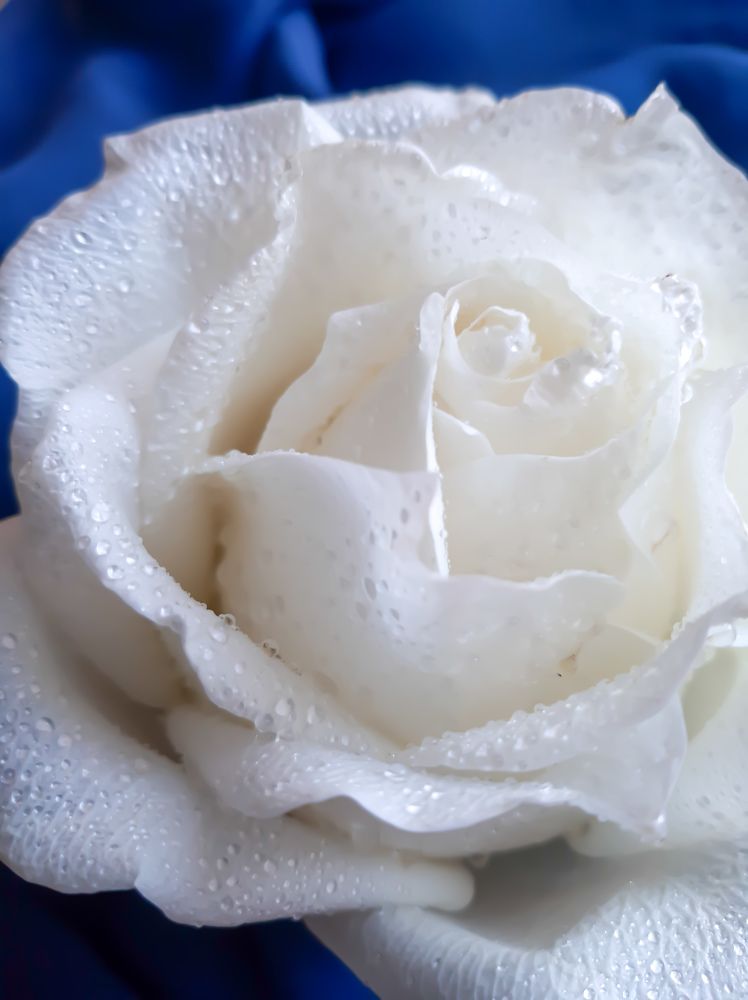 Фотография автора Светлана Дунаева