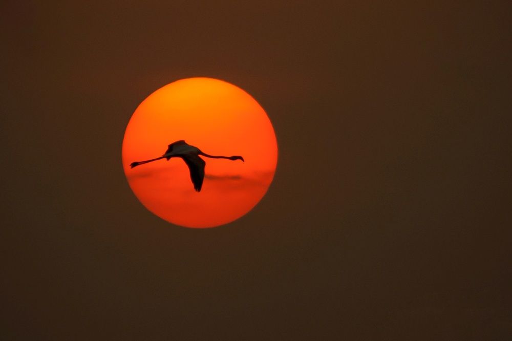 Photograph by Susanjit Saha