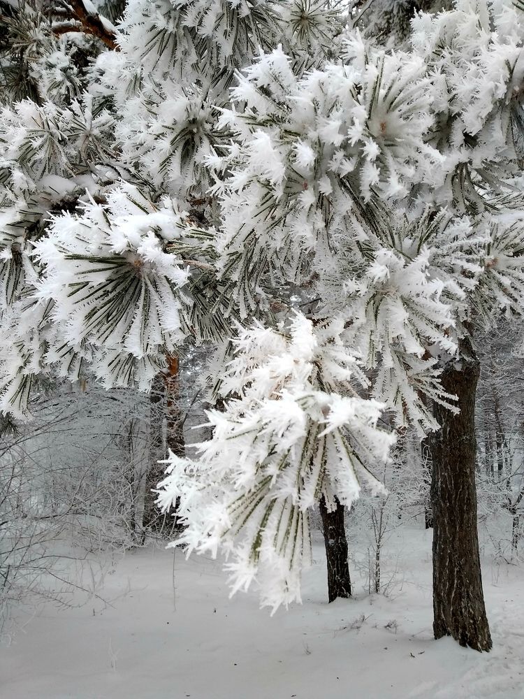 Photograph by Olga Александрова