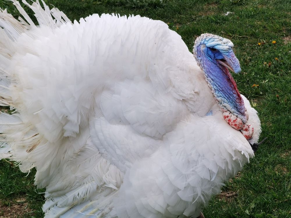 Photograph by Ирина Хмельщикова