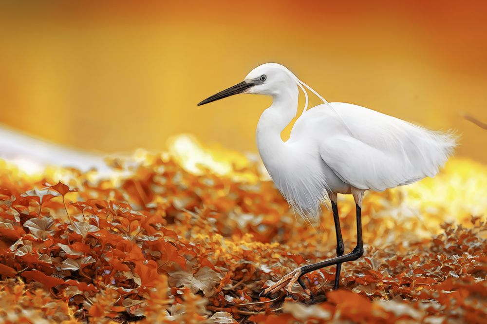 Photograph by David Lerer