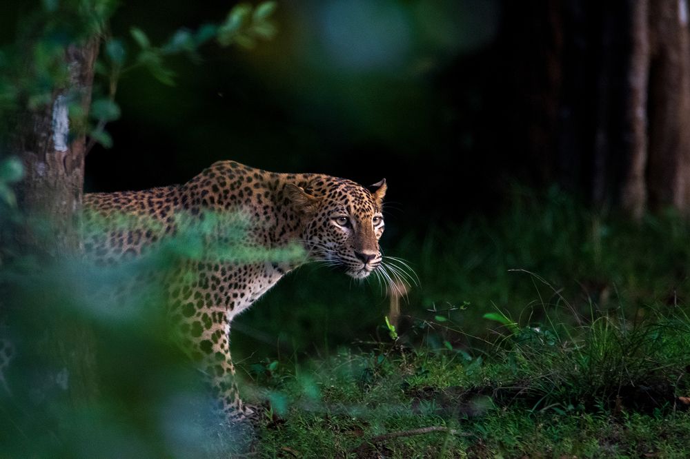 Whispers of Wilpattu: Leopard Lurking