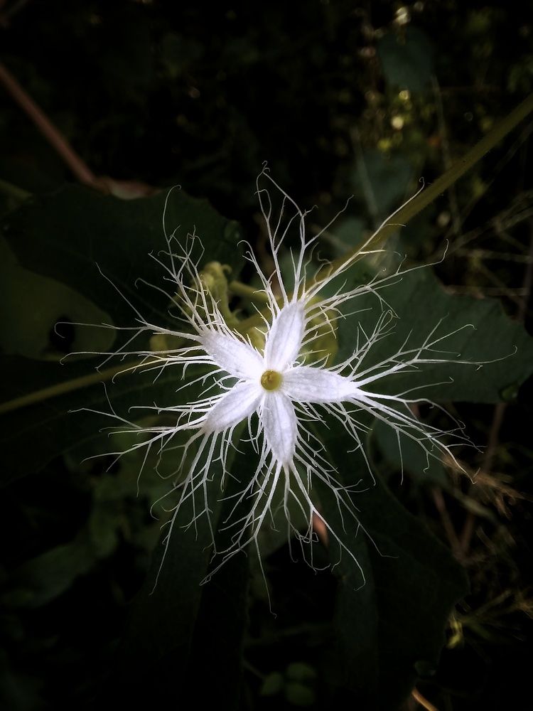 Snake Gourd flower