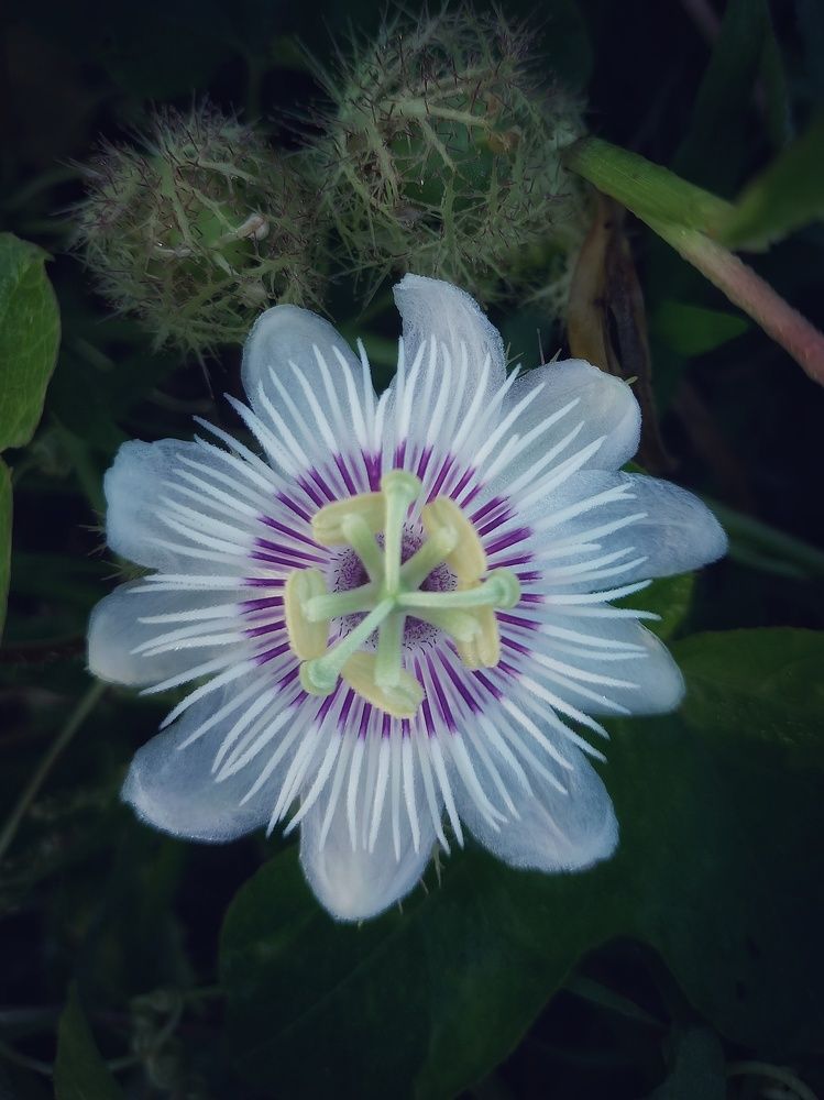 Photograph by Adam Caabay Terrado