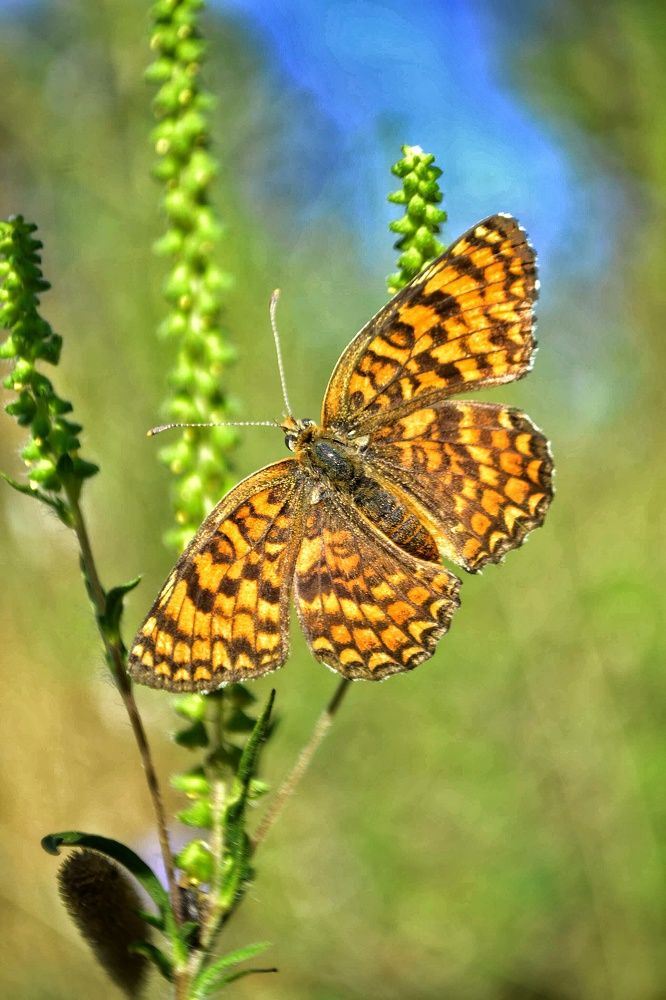Photograph by Светлана Мазурова