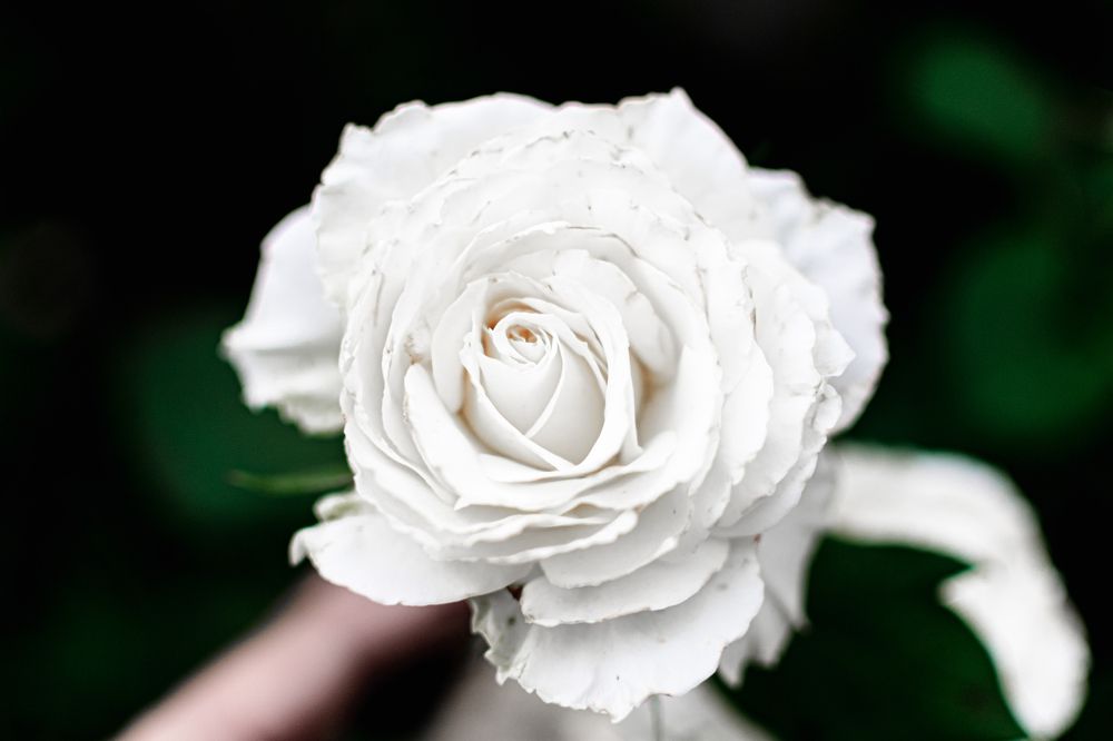 Photograph by Екатерина Абатурова