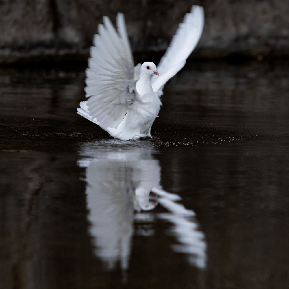 Photograph by Николай Шарлай