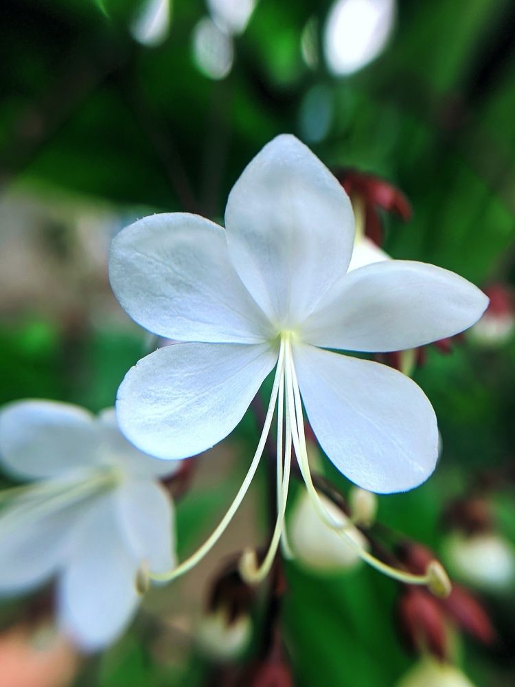 Photograph by Zea Mae N. Maynes