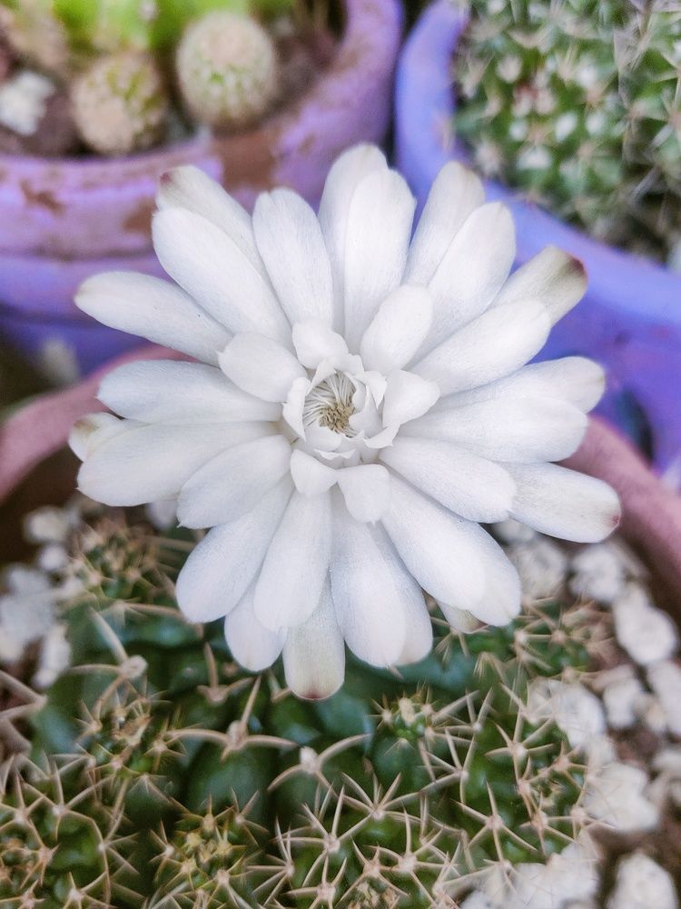 Photograph by Zea Mae N. Maynes