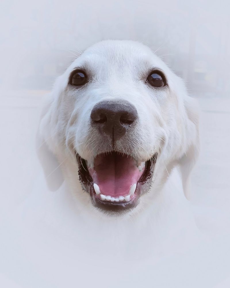 Pawsitively Precious Moments
