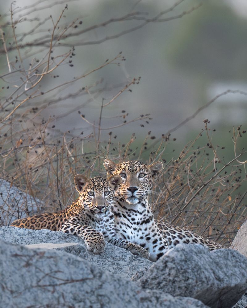 Photograph by Narayanan Iyer