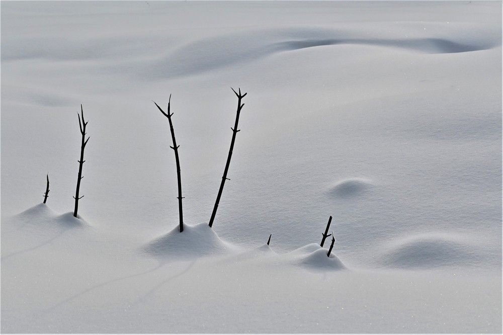 Фотография автора IRINA FILIPPOVA
