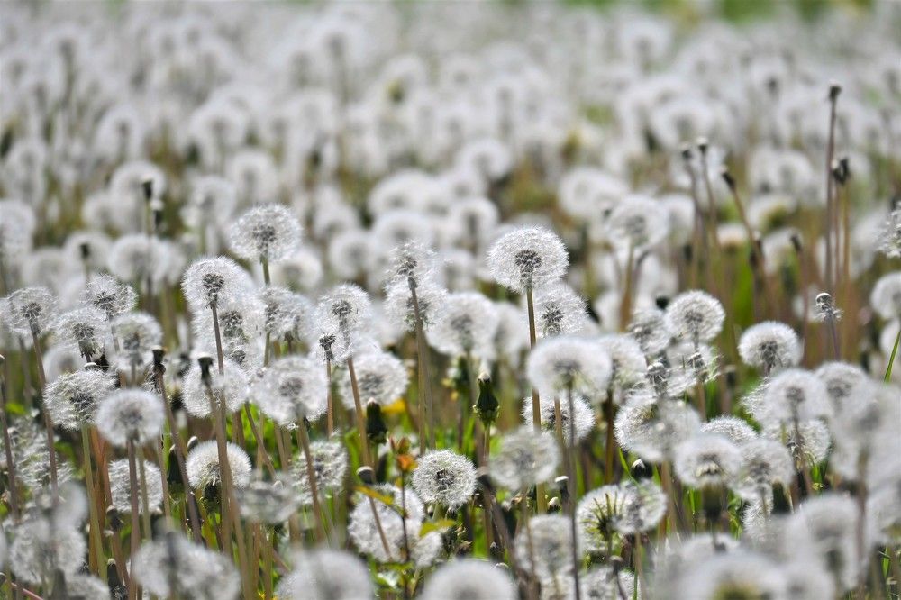 Фотография автора IRINA FILIPPOVA