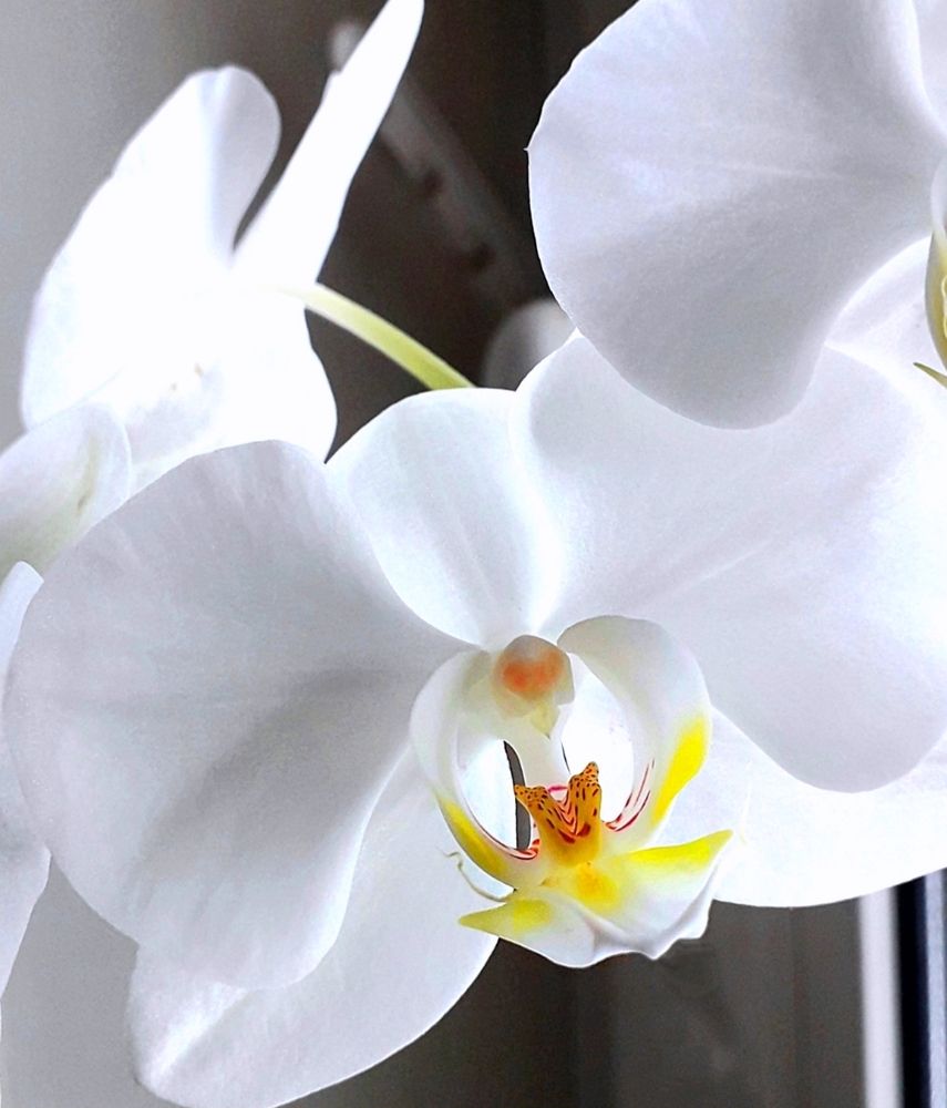 Крылатый ангел