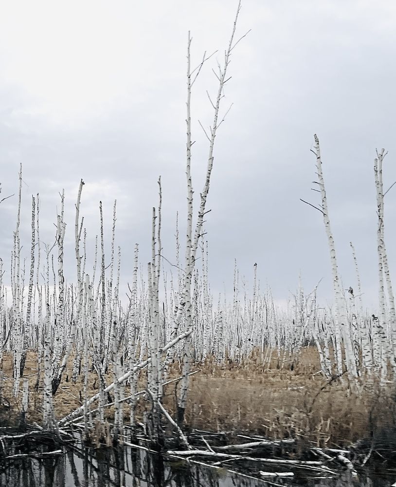 Photograph by Tatiana Teit Ash