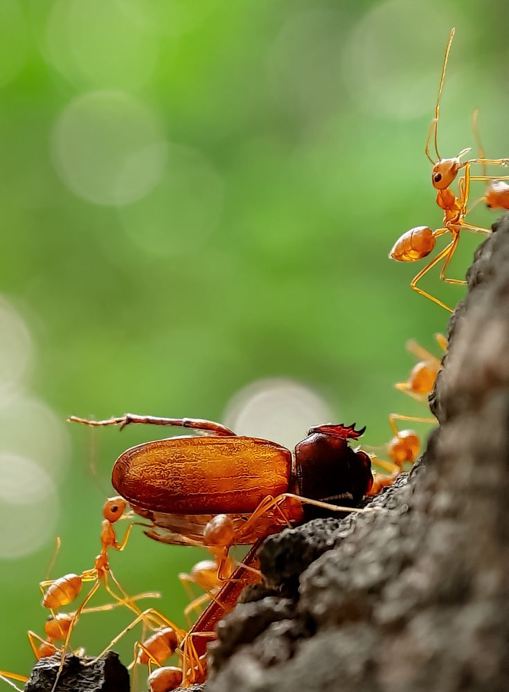 Photograph by Debolina Barman