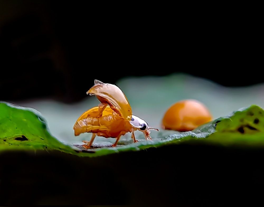 Photograph by Debolina Barman