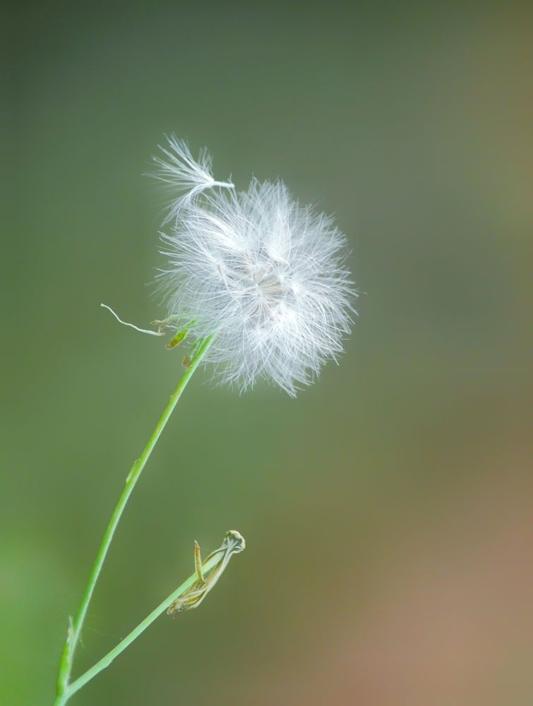 Photograph by Pheap Sophinh