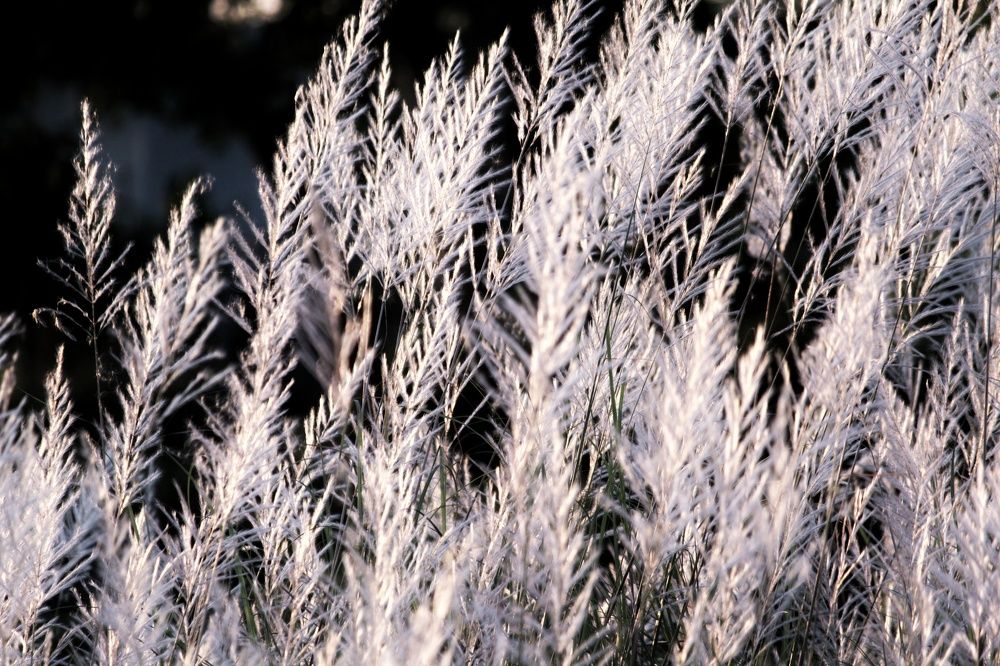 Photograph by Pheap Sophinh