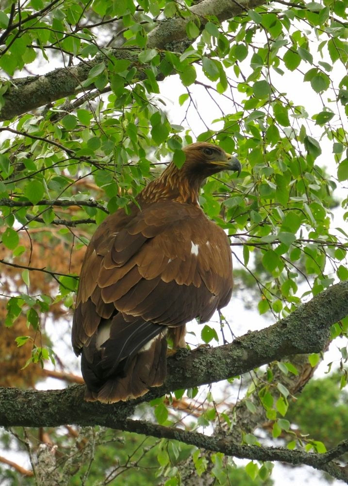 Photograph by Елена Кузина