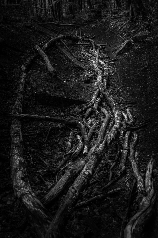 Photograph by Tatiana Teit Ash